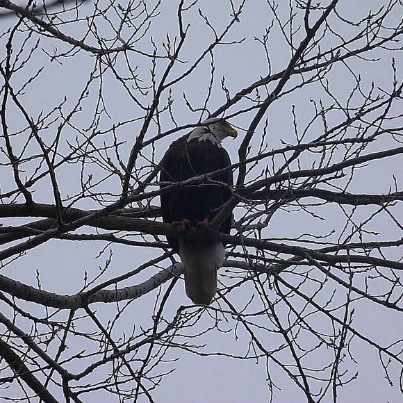 Meet your Posher, Rachel-tim - Picture 1 of 1