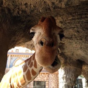 Meet your Posher, Elena