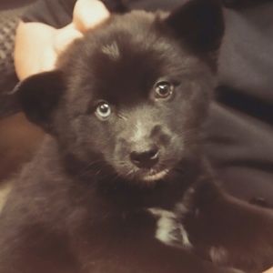 Meet your Posher, Ilene