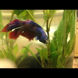 Meet your Posher, Libertie