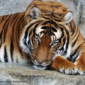 Meet your Posher, Carmen