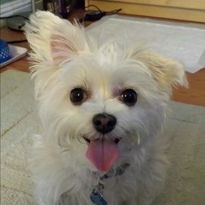 Meet your Posher, Fiona