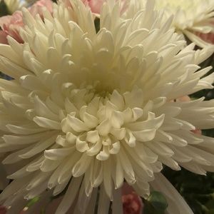 Meet your Posher, Elisa