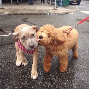 Meet your Posher, Sam