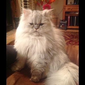 Meet your Posher, Denise