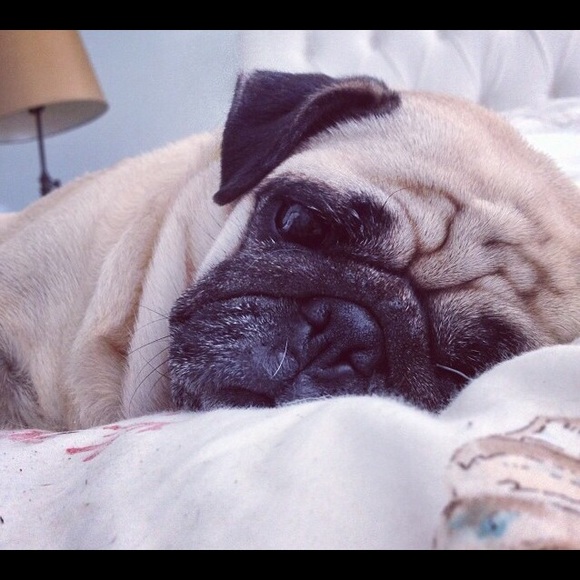 Meet your Posher, Kandi - Picture 2 of 2