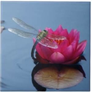 Meet your Posher, Tara