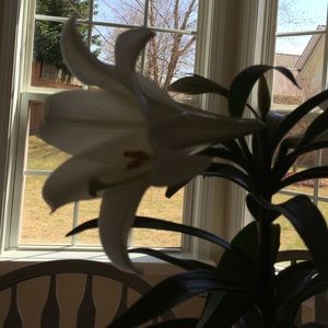 Meet your Posher, Rebecca