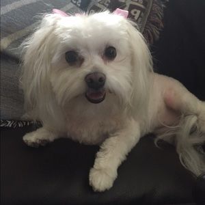 Meet your Posher, Sandy