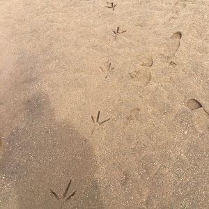 Meet your Posher, Paige