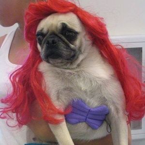 Meet your Posher, Liz