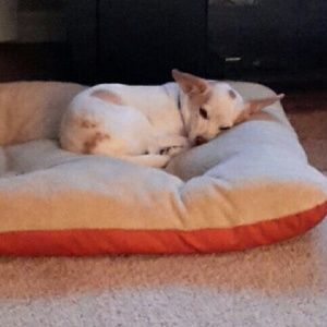 Meet your Posher, Pat