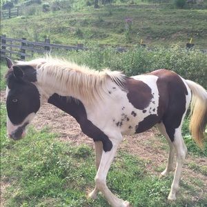 Meet your Posher, Nickie