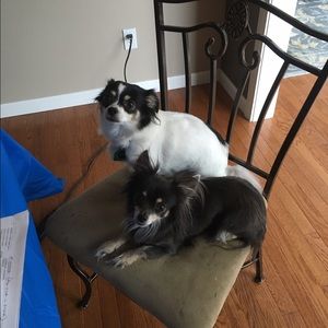 *UPDATED* Sorry ladies, my home is NOT pet-free 😕