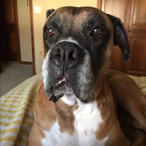 Meet your Posher, Suzanne