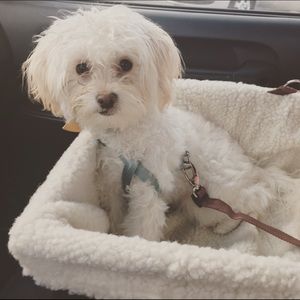 Meet your Posher, Bianca