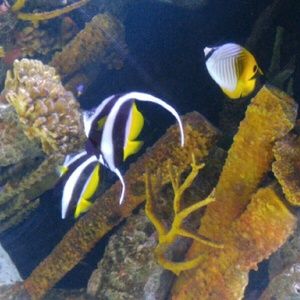 Meet your Posher, Jada