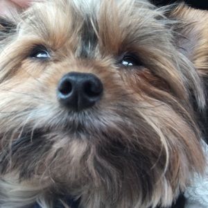 Meet your Posher, Susan