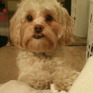 Meet your Posher, Cindy