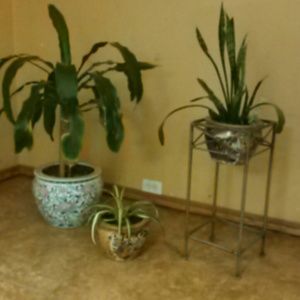 Meet your Posher, Mona