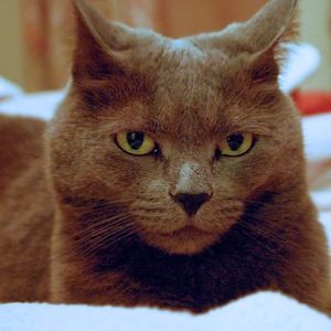 Meet your Posher, Bella