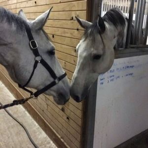 Meet your Posher, Paula