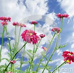 Meet your Posher, Barbe