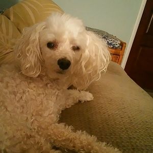 Meet your Posher, Nanette