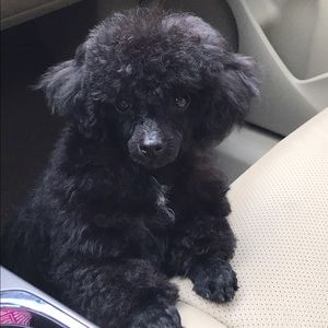 Meet your Posher, Jasmine