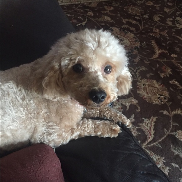 Meet your Posher, Jeanine - Picture 1 of 1