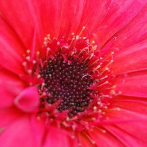 Meet your Posher, Rosemary