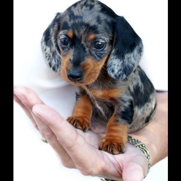 Meet your Posher, Lesa