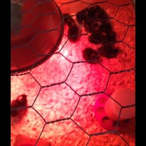 Meet your Posher, Tisha