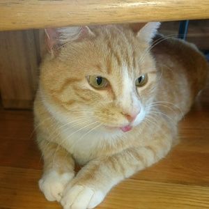 Meet your Posher, Jennie