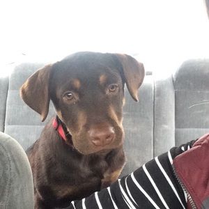 Meet your Posher, Riley