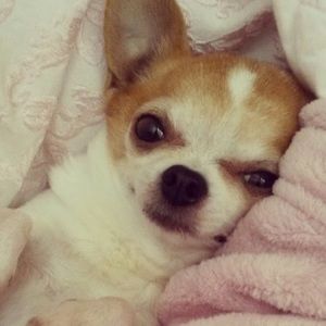 Meet your Posher, Aris