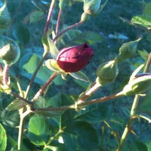 Meet your Posher, Gina