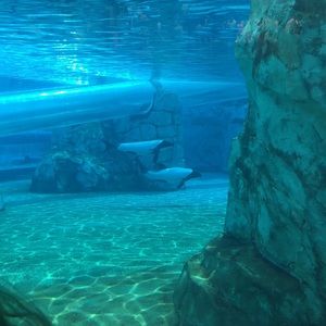 Meet your Posher, Edgar