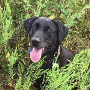 Meet your Posher, Lacey