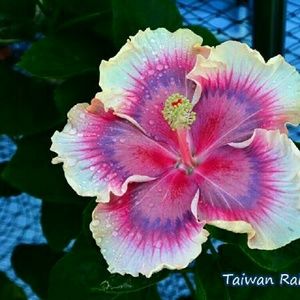 Meet your Posher, Debra