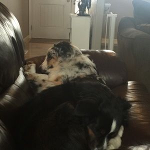 Meet your Posher, Brittney