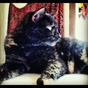 Meet your Posher, Tisha