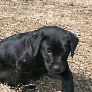 Meet your Posher, Scout