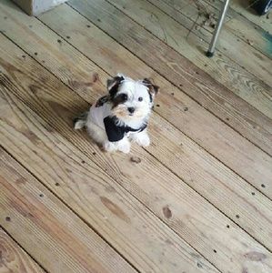 Meet your Posher, Veronica