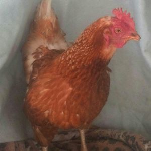 Meet your Posher, Annette