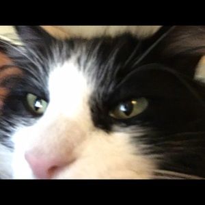 Meet your Posher, Trisha