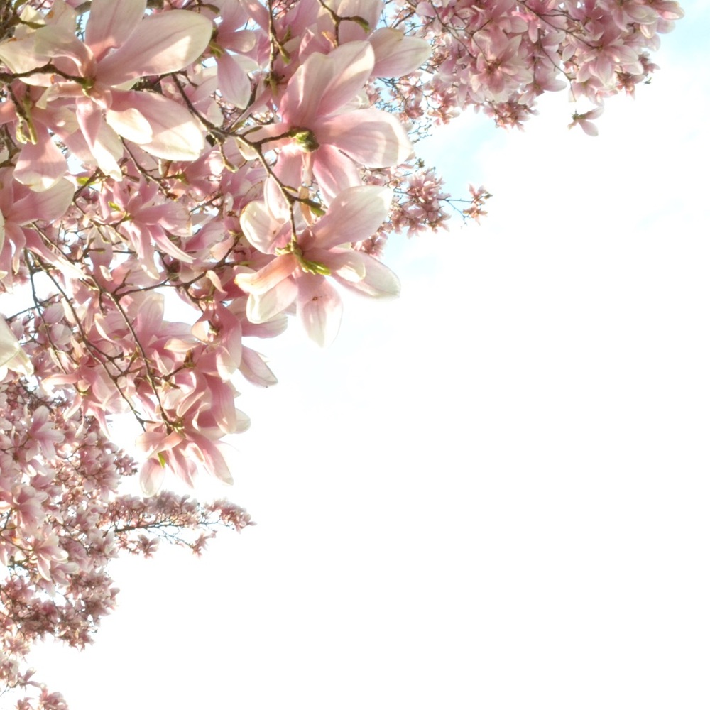 Meet your Posher, Tree