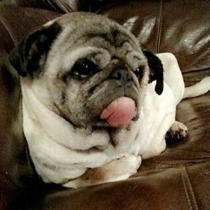 Meet your Posher, Violet