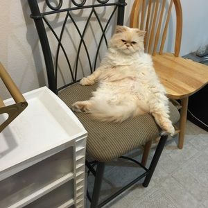 Meet your Posher, Barbara