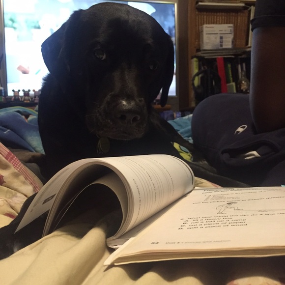 Meet your Posher, Benjamin - Picture 1 of 1